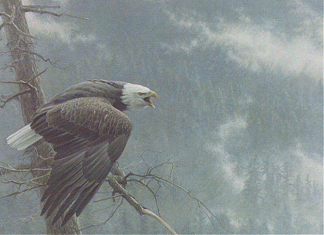bald eagle wallpaper. picture of a ald eagle.